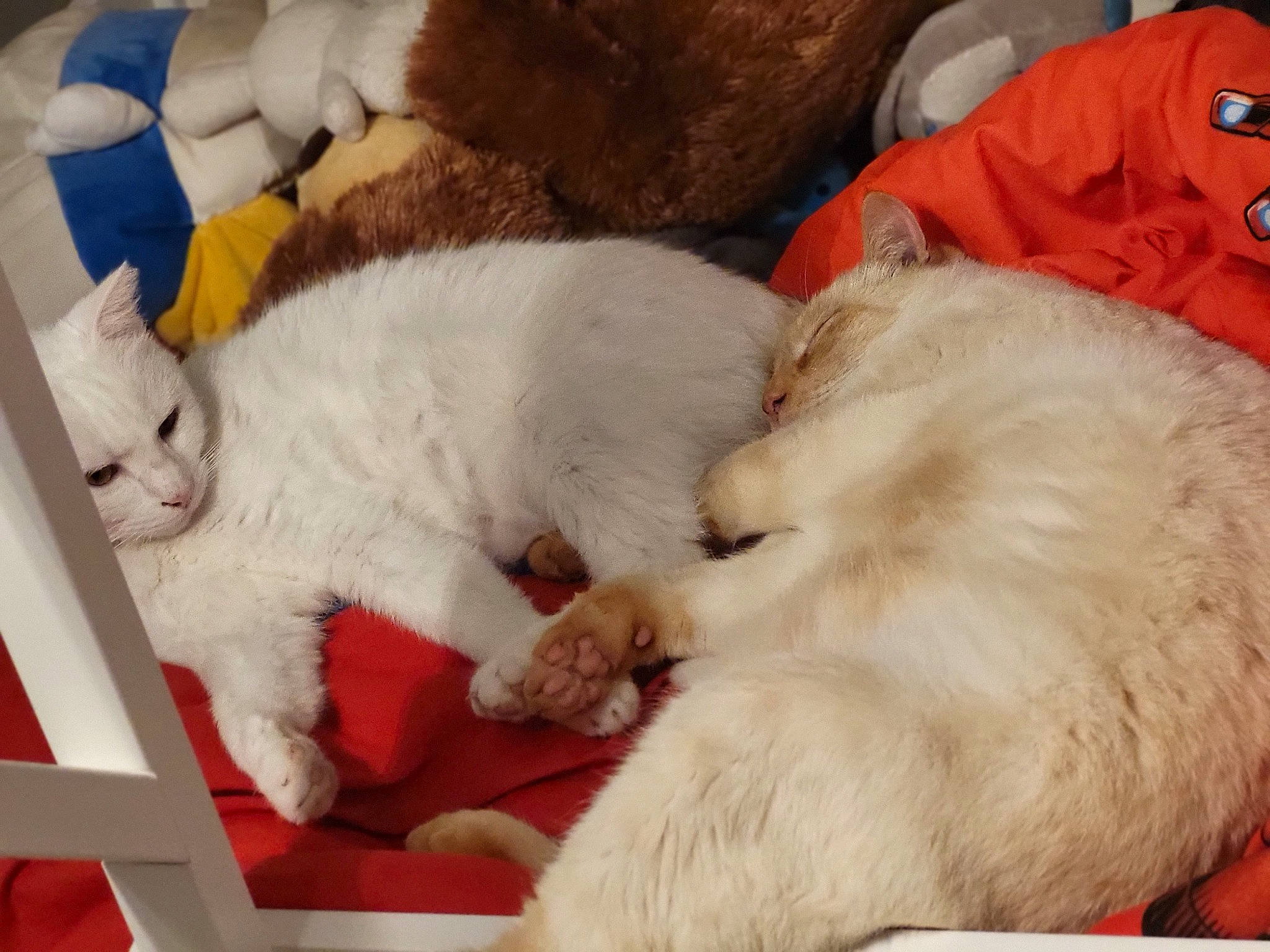 Gwaco a rejoint le concours — aidez-le/la à gagner de superbes lots ! canidae, carnivore, cat, claw, comfort, companion_dog, dog_breed, domestic_short_haired_cat, felidae, fur, linens, mammal, nap, paw, sleep, small_to_medium_sized_cats, tail, whiskers