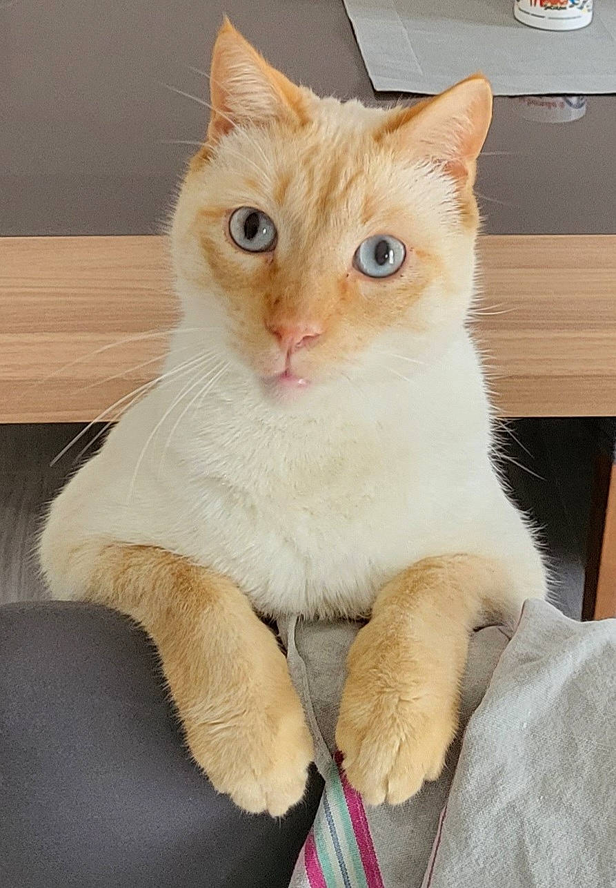 Kachou a rejoint le concours — aidez-le/la à gagner de superbes lots ! carnivore, cat, cat_supply, claw, comfort, domestic_short_haired_cat, eye, fawn, felidae, foot, fur, gesture, paw, sitting, small_to_medium_sized_cats, snout, tail, whiskers, window