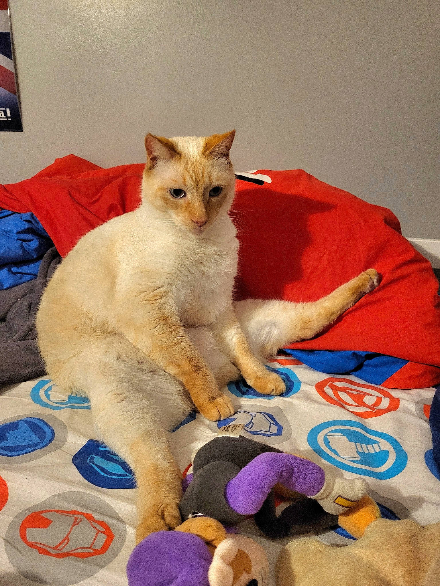 Kachou a rejoint le concours — aidez-le/la à gagner de superbes lots ! backpack, carnivore, cat, claw, comfort, domestic_short_haired_cat, fawn, felidae, fur, linens, nap, paw, picture_frame, room, small_to_medium_sized_cats, tail, thai, whiskers