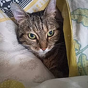Romea participe au concours pour gagner de l'argent avec cette photo : cat, tabby, pet, animal, indoor, bed, blanket, quilt, cozy, fur, whiskers, ears, resting, cute, sleepy, comfort, domestic, closeup, face, green_eyes