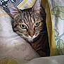 cat, tabby, pet, animal, indoor, bed, blanket, quilt, cozy, fur, whiskers, ears, resting, cute, sleepy, comfort, domestic, closeup, face, green_eyes