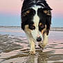dog, beach, sand, water, reflection, sunset, outdoor, animal, black_and_white, fur, curious, walking, canine, nature, wet_sand, sky, pastel_colors, close_up, paw, sea