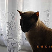 Cheyenne participe au concours pour gagner de l'argent avec cette photo :