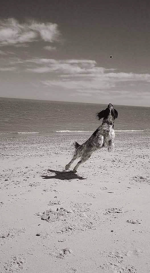 Dave is registered to the contest to win money with this photo: beach, black_and_white, canidae, carnivore, companion_dog, dog, dog_breed, driftwood, herding_dog, hunting_dog, monochrome, monochrome_photography, mudflat, sand, sporting_group, street_dog, tail, wind, wind_wave, working_dog