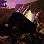 Dave is registered to the contest to win money with this photo: canidae, carnivore, christmas, christmas_decoration, christmas_eve, christmas_lights, christmas_tree, companion_dog, conifer, dog, dog_breed, fir, fur, holiday, ornament, snout, sporting_group, vertebrate, working_animal, working_dog