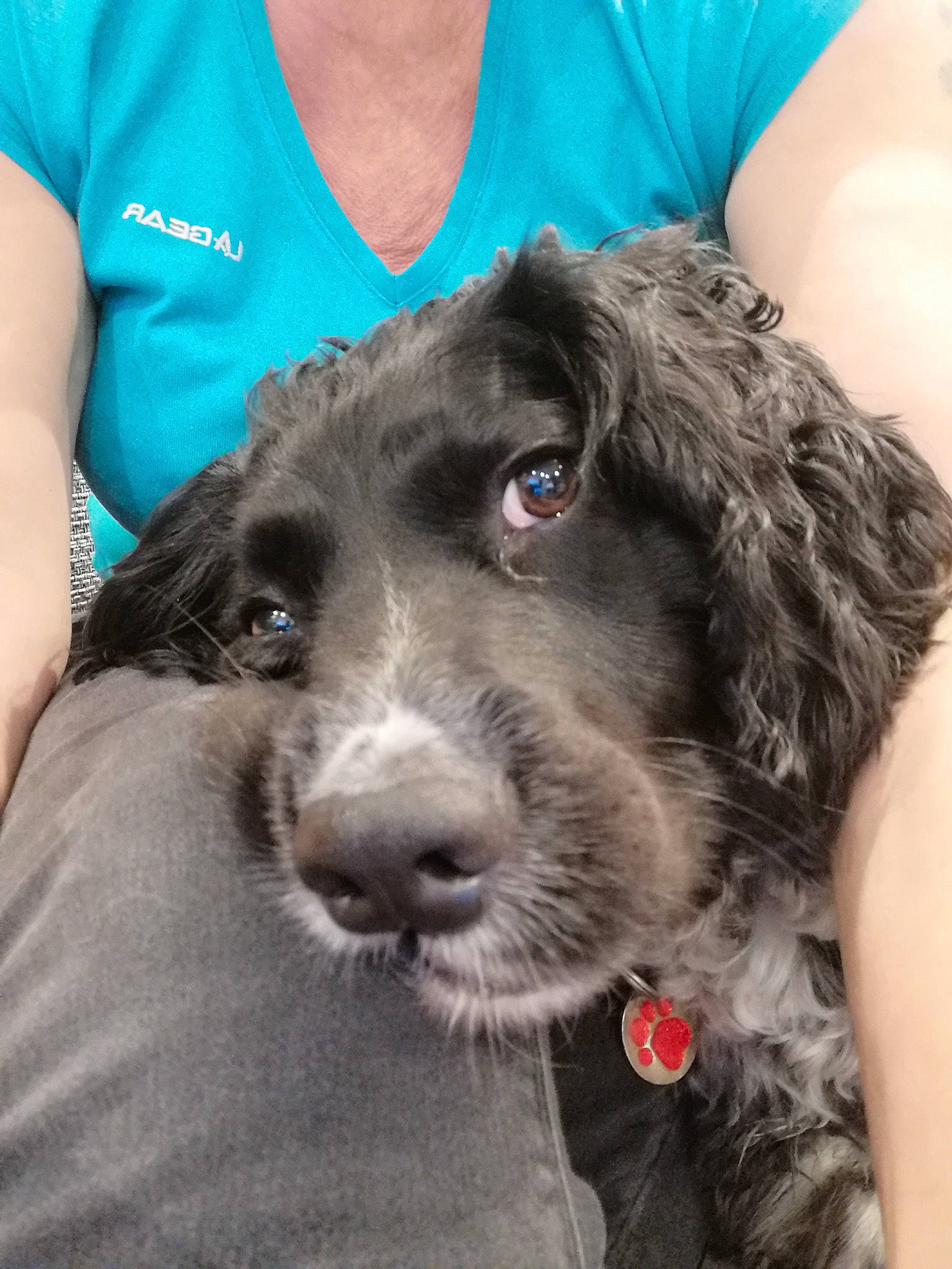 Dave is registered to the contest to win money with this photo: active_shirt, active_tank, black, carnivore, collar, companion_dog, dog, dog_breed, fur, grey, gun_dog, iris, neck, skin, sleeveless_shirt, snout, spaniel, sporting_group, whiskers, working_animal