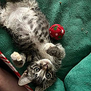 Phantom is registered to the contest to win money with this photo: animal, ball, cat, cozy, cute, fluffy, fur, green_blanket, indoor, kitten, looking_up, paws, pet, playful, relaxed, resting, tabby, toy, whiskers, young_cat