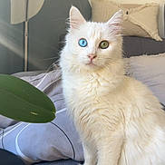 Yuki participe au concours pour gagner de l'argent avec cette photo : cat, white_cat, heterochromia, blue_eye, green_eye, fluffy, pet, indoor, couch, living_room, plant, leaf, cozy, soft_light, feline, cute, domestic_animal, sitting, portrait, fur