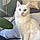 Yuki