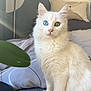cat, white_cat, heterochromia, blue_eye, green_eye, fluffy, pet, indoor, couch, living_room, plant, leaf, cozy, soft_light, feline, cute, domestic_animal, sitting, portrait, fur