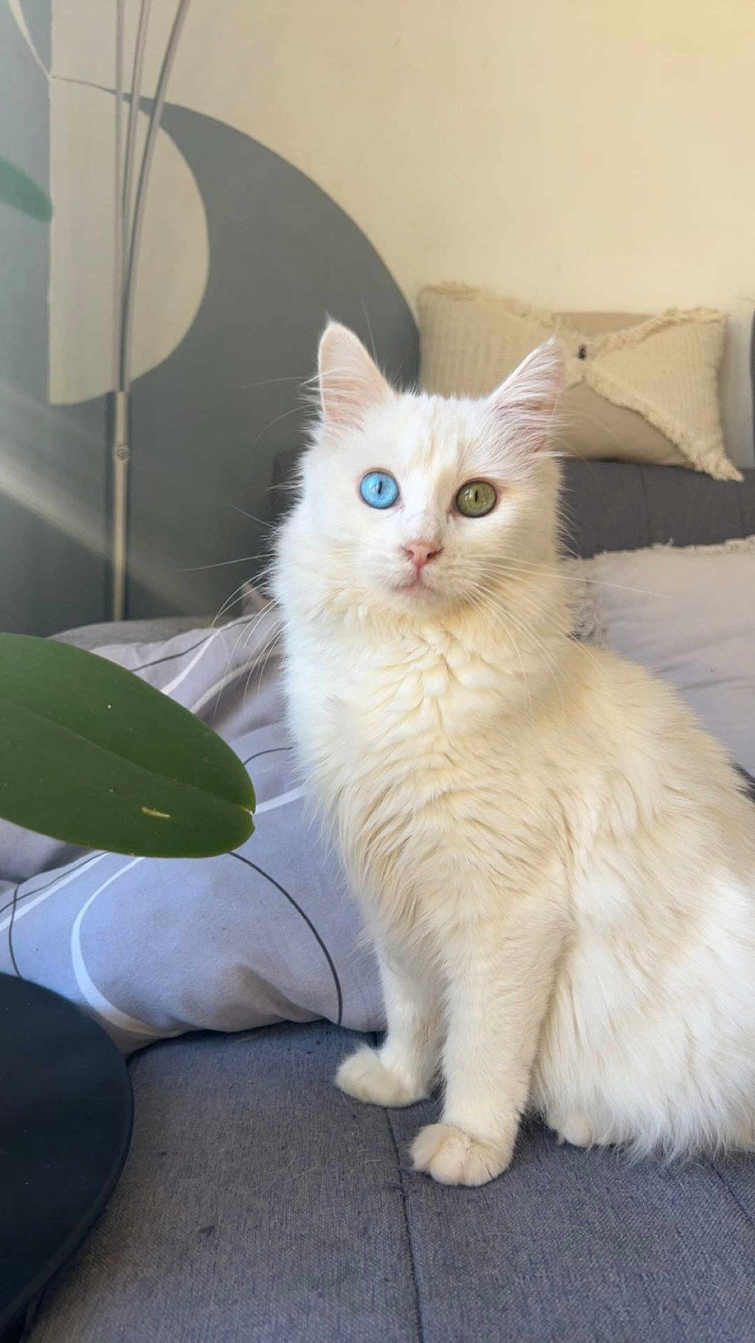 Yuki participe au concours pour gagner de l'argent avec cette photo : cat, white_cat, heterochromia, blue_eye, green_eye, fluffy, pet, indoor, couch, living_room, plant, leaf, cozy, soft_light, feline, cute, domestic_animal, sitting, portrait, fur