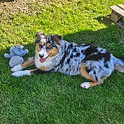 Sina a rejoint le concours — aidez-le/la à gagner de superbes lots ! animal, australian_shepherd, canine, companion, dog, fur, garden, grass, greenery, happy, nature, outdoor, panting, pet, playful, relaxing, stuffed_animal, summer, sunlight, toy