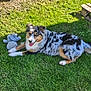 animal, australian_shepherd, canine, companion, dog, fur, garden, grass, greenery, happy, nature, outdoor, panting, pet, playful, relaxing, stuffed_animal, summer, sunlight, toy
