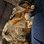Sina a rejoint le concours — aidez-le/la à gagner de superbes lots ! animal, casual_clothing, comfort, companion, couch, cozy, dog, fluffy, fur, home, human_leg, indoor, lazy, lying_down, multicolor, pet, relaxed, resting, sleeping, snuggling
