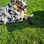 Sina a rejoint le concours — aidez-le/la à gagner de superbes lots ! animal, australian_shepherd, black_toy, canine, chew_toy, dog, fur, grass, greenery, happy, laying_down, looking_back, nature, outdoor, pet, playful, summer, sunlight, tongue_out, toy