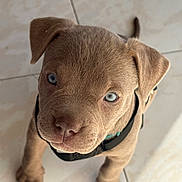 Bloo participe au concours pour gagner de l'argent avec cette photo : adorable, animal, blue_eyes, close_up, collar, cute, dog, domestic_animal, ears, floor, fur, indoor, looking_up, nose, paws, pet, puppy, tile, whiskers, young_dog