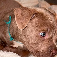 Bloo a rejoint le concours — aidez-le/la à gagner de superbes lots ! puppy, dog, close_up, brown_fur, blue_eyes, collar, string, resting, blanket, soft_texture, indoors, young_dog, pet, animal, cute, fur, face, ear, nose, whiskers