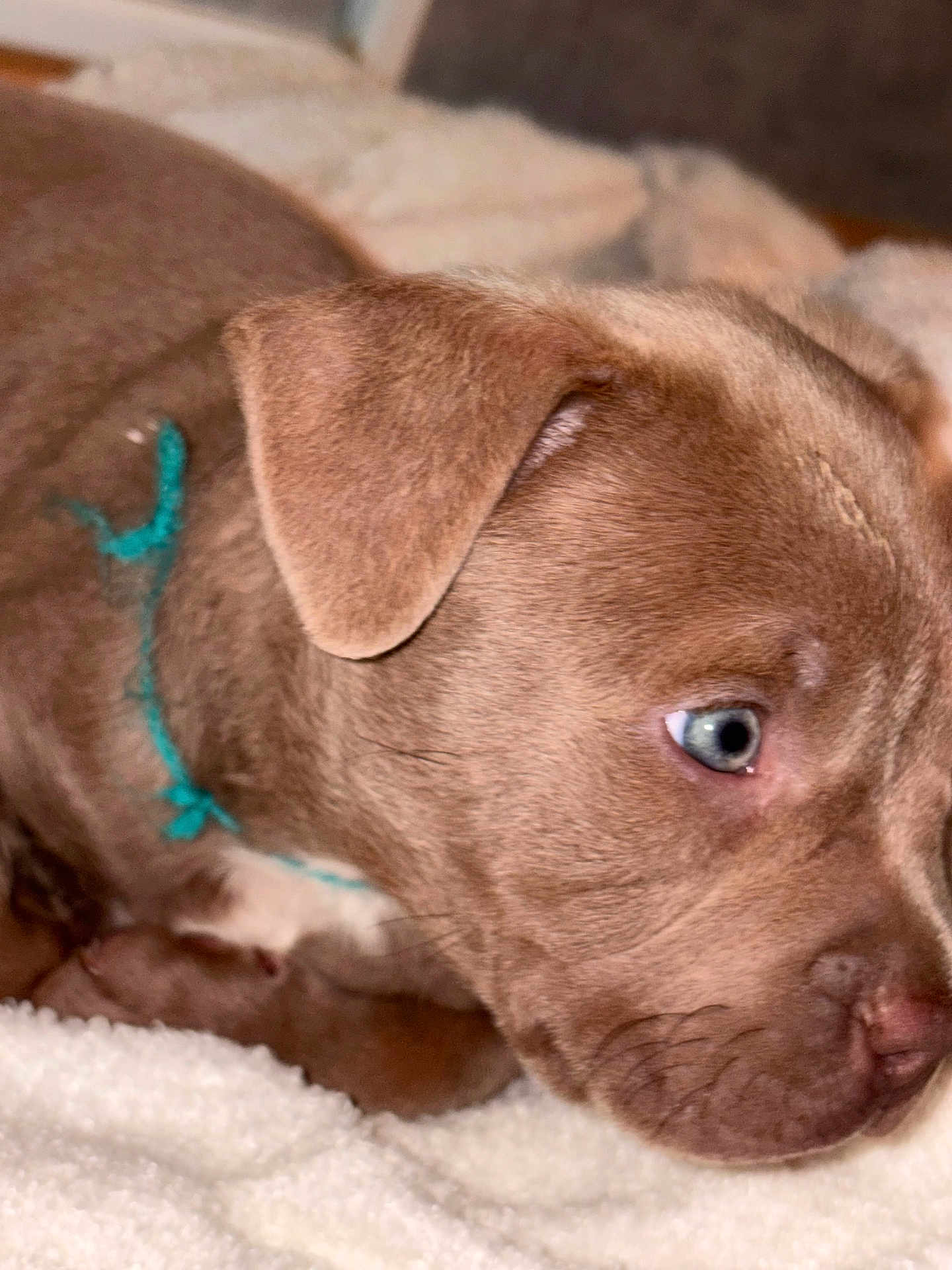 Bloo a rejoint le concours — aidez-le/la à gagner de superbes lots ! puppy, dog, close_up, brown_fur, blue_eyes, collar, string, resting, blanket, soft_texture, indoors, young_dog, pet, animal, cute, fur, face, ear, nose, whiskers