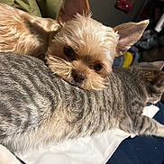 Max Hope is registered to the contest to win money with this photo: dog, cat, pet, animal, resting, cozy, indoor, fur, striped_cat, small_dog, companion, relaxed, cute, domestic, mammal, friendship, laying_down, close_up, soft_lighting, home