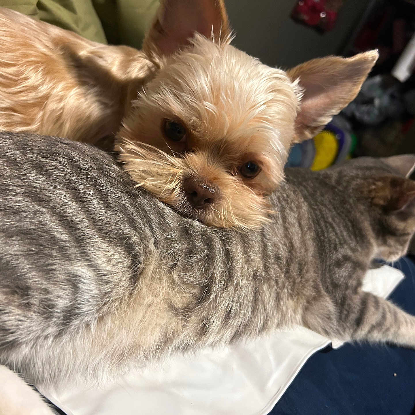 Max Hope is registered to the contest to win money with this photo: animal, cat, close_up, companion, cozy, cute, dog, domestic, friendship, fur, home, indoor, laying_down, mammal, pet, relaxed, resting, small_dog, soft_lighting, striped_cat