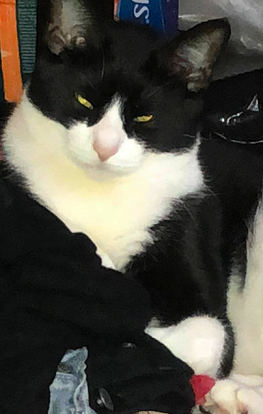 Mushu is registered to the contest to win money with this photo: animal, black_and_white, cat, close_up, clothes, cozy, cute, domestic_cat, ears, fabric, feline, fur, indoor, pet, portrait, relaxed, resting, sleepy, whiskers, yellow_eyes