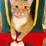 Simba joined the competition — help win amazing prizes! cat, orange_tabby, white_paws, cat_house, cozy, indoor, pet, feline, curious, closeup, paws, toy, plush, amber_eyes, cute, resting, domestic_cat, fur, whiskers, animal