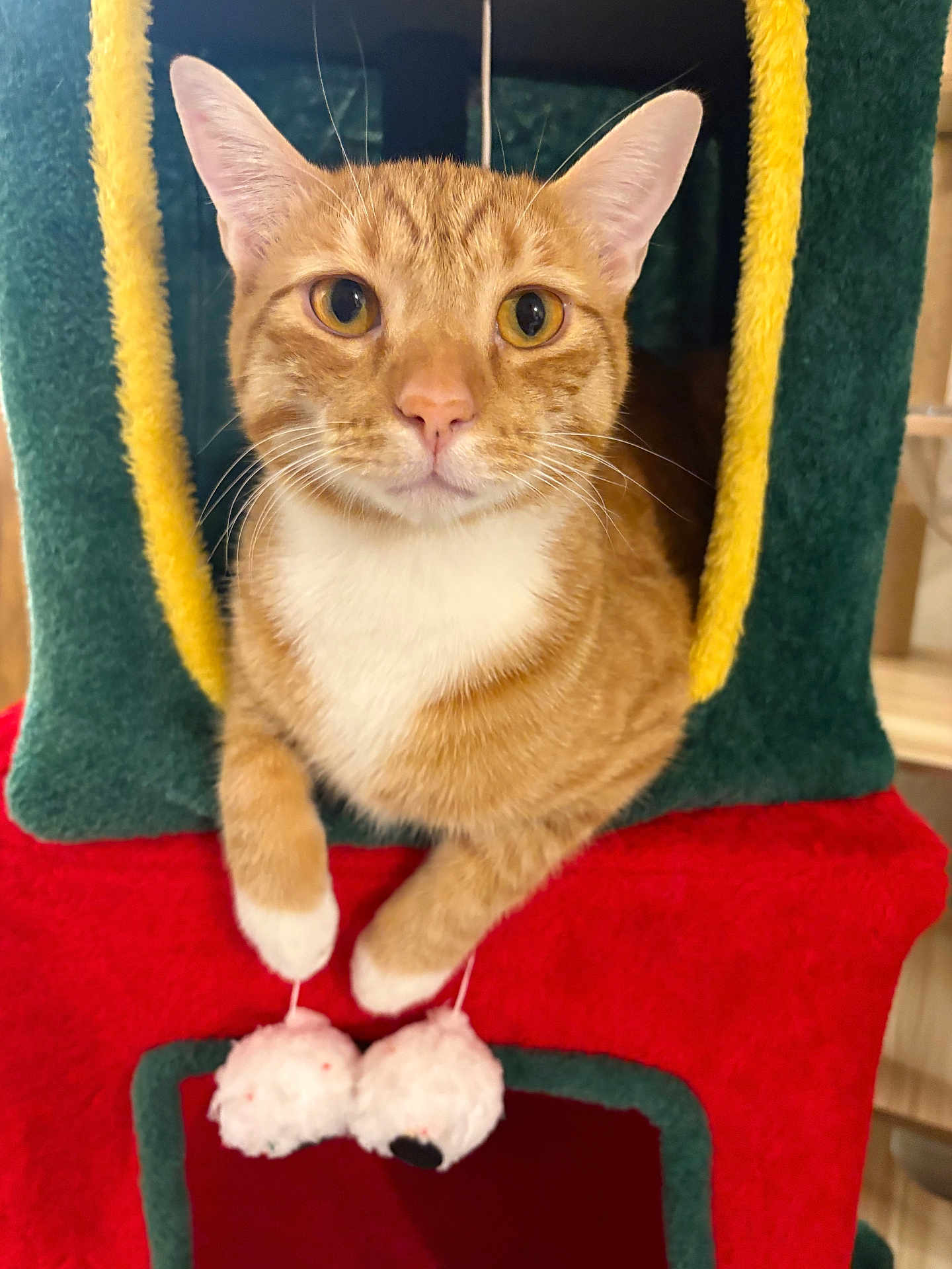Simba joined the competition — help win amazing prizes! cat, orange_tabby, white_paws, cat_house, cozy, indoor, pet, feline, curious, closeup, paws, toy, plush, amber_eyes, cute, resting, domestic_cat, fur, whiskers, animal