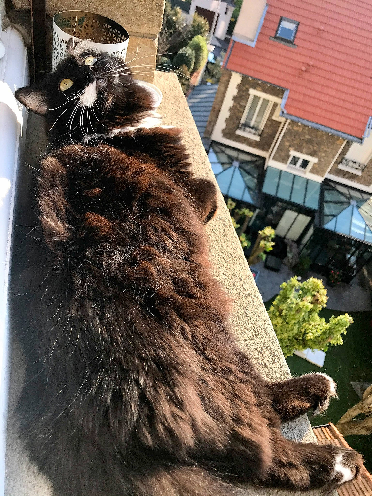 Bountie participe au concours pour gagner de l'argent avec cette photo : black_cat, building, canidae, carnivore, cat, claw, domestic_short_haired_cat, felidae, fur, metal, small_to_medium_sized_cats, snout, sporting_group, tail, tints_and_shades, tree, trunk, whiskers, window, wood