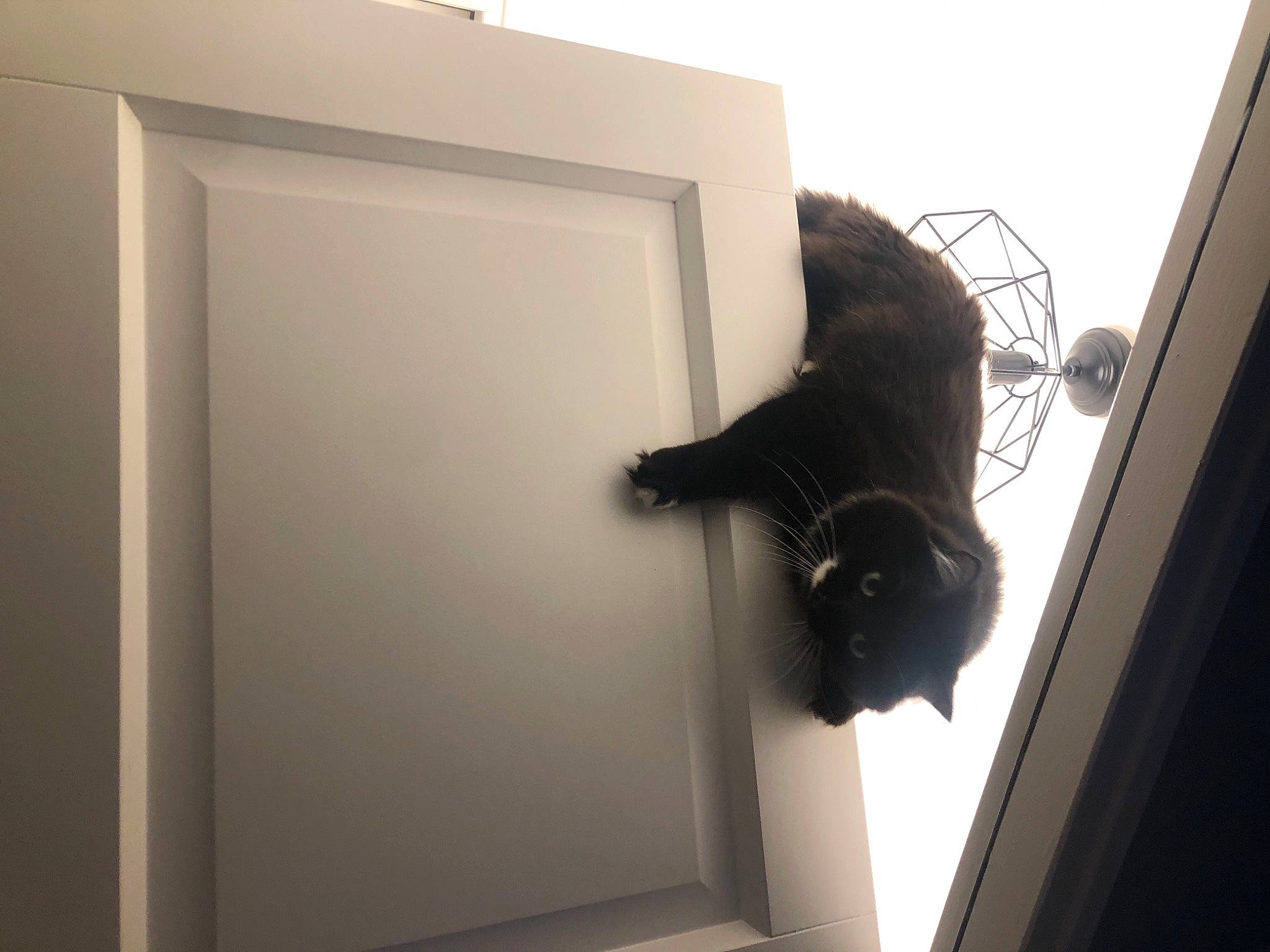 Bountie a rejoint le concours — aidez-le/la à gagner de superbes lots ! black_cat, carnivore, cat, comfort, door, felidae, floor, flooring, fur, gesture, hardwood, room, shadow, small_to_medium_sized_cats, sporting_group, tail, tints_and_shades, whiskers, window, wood