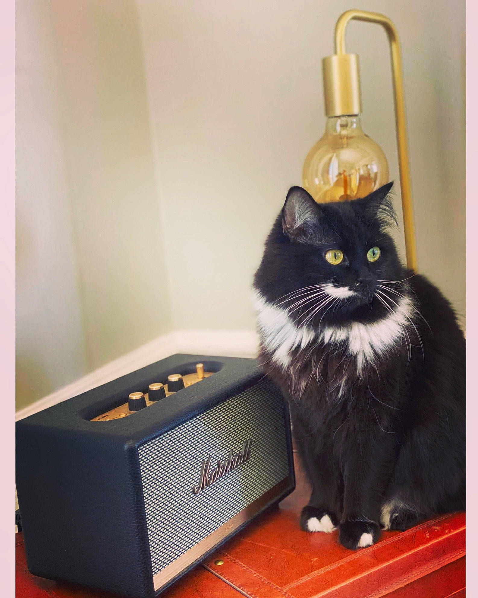 Bountie participe au concours pour gagner de l'argent avec cette photo : audio_equipment, black_cat, box, cardboard, carnivore, cat, chair, domestic_short_haired_cat, felidae, fur, grey, hardwood, lamp, packaging_and_labeling, room, shelf, small_to_medium_sized_cats, tail, whiskers, wood