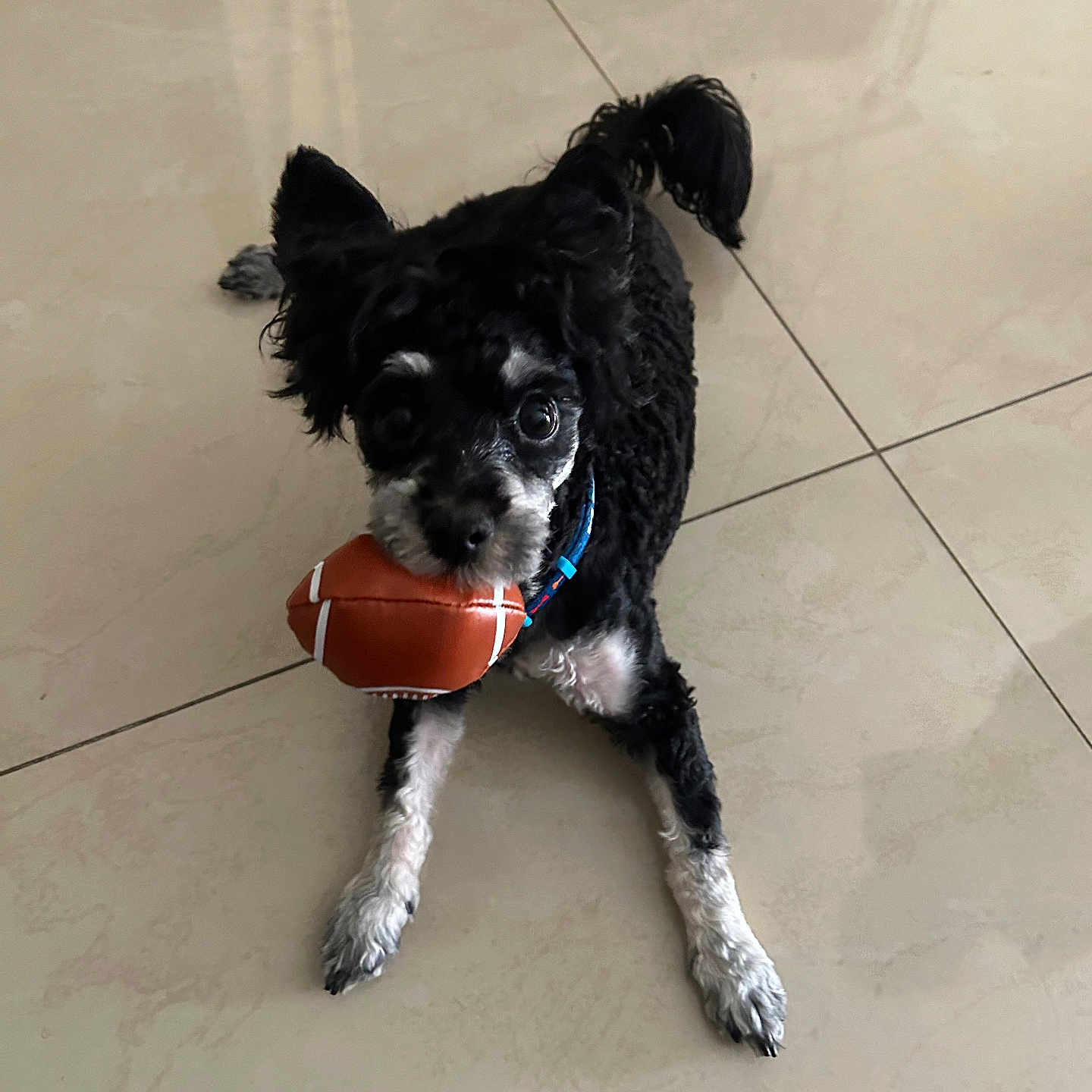 Zeno joined the competition — help win amazing prizes! animal, black_and_white, collar, cute, dog, domestic_animal, floor, football, fur, indoor, looking_up, lying_down, paw, pet, pet_toy, play, playful, small_dog, tile_floor, toy