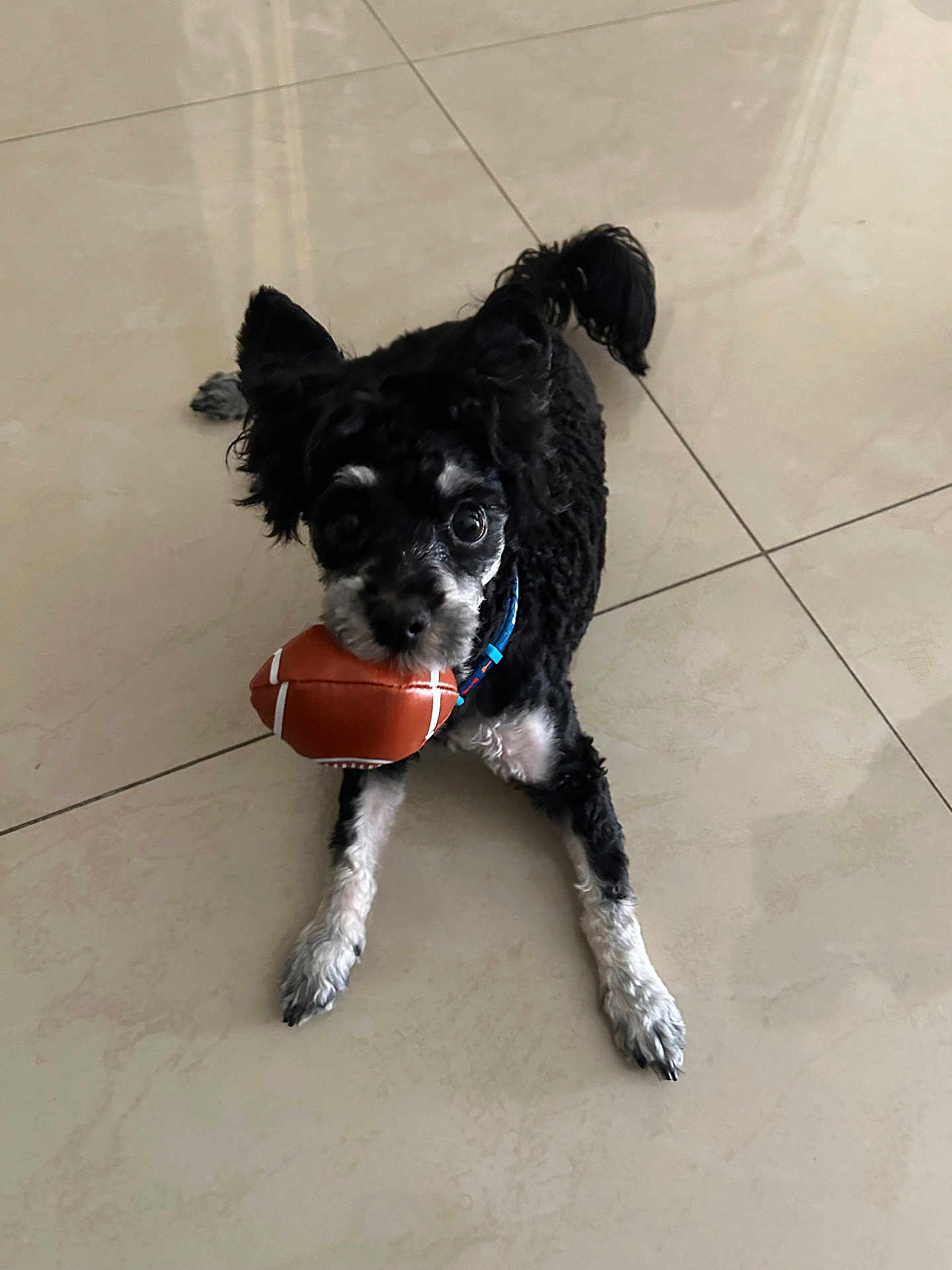 Zeno joined the competition — help win amazing prizes! dog, toy, football, floor, playful, pet, black_and_white, animal, indoor, cute, small_dog, fur, collar, paw, looking_up, lying_down, tile_floor, play, domestic_animal, pet_toy