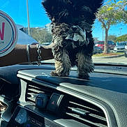 Zeno joined the competition — help win amazing prizes! puppy, dog, car_dashboard, black_dog, fluffy, cream_on_face, sunny_day, parking_lot, hand, bracelet, car_interior, vent, dashboard, car_screen, trees, sky, vehicle, cute, pet, mischievous