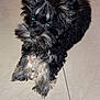 Zeno is registered to the contest to win money with this photo: puppy, dog, black, gray, fur, fluffy, pet, cute, animal, indoors, tile_floor, looking_up, ears, beard, small_dog, adorable, mammal, companion, pet_portrait, scruffy
