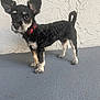 dog, small_dog, black_dog, white_markings, curious, alert, ears_up, collar, leash, standing, puppy, pet, canine, indoor, floor, wall, texture, closeup, animal, companion