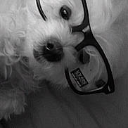 Sophie joined the competition — help win amazing prizes! dog, glasses, black_and_white, close_up, fluffy, pet, face, nose, whiskers, fur, eyewear, accessory, cute, animal, portrait, indoors, cozy, sleepy, relaxed, soft