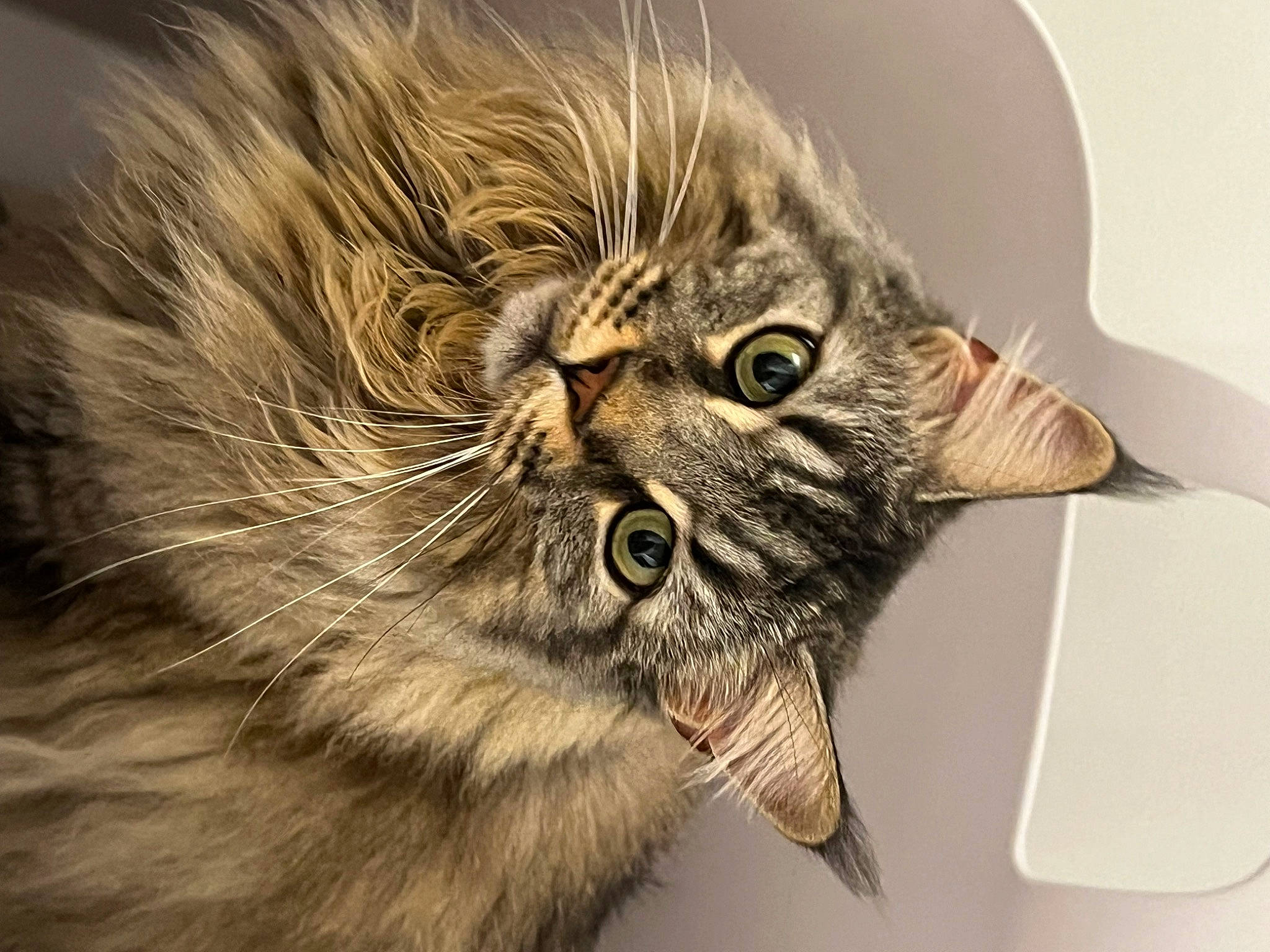 Sia participe au concours pour gagner de l'argent avec cette photo : carnivore, cat, claw, comfort, domestic_short_haired_cat, fang, felidae, fur, norwegian_forest_cat, paw, small_to_medium_sized_cats, snout, terrestrial_animal, whiskers, wildlife