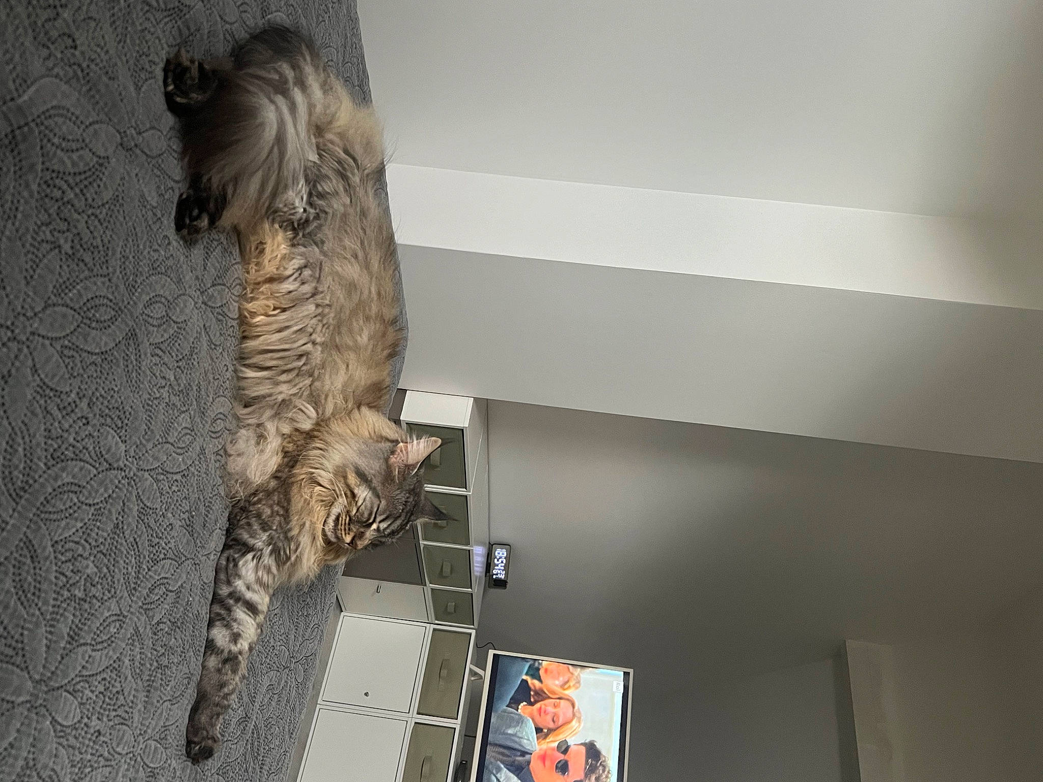 Sia a rejoint le concours — aidez-le/la à gagner de superbes lots ! carnivore, cat, domestic_short_haired_cat, felidae, fur, hardwood, plaster, room, shelf, small_to_medium_sized_cats, sporting_group, tail, tourist_attraction, whiskers, wood