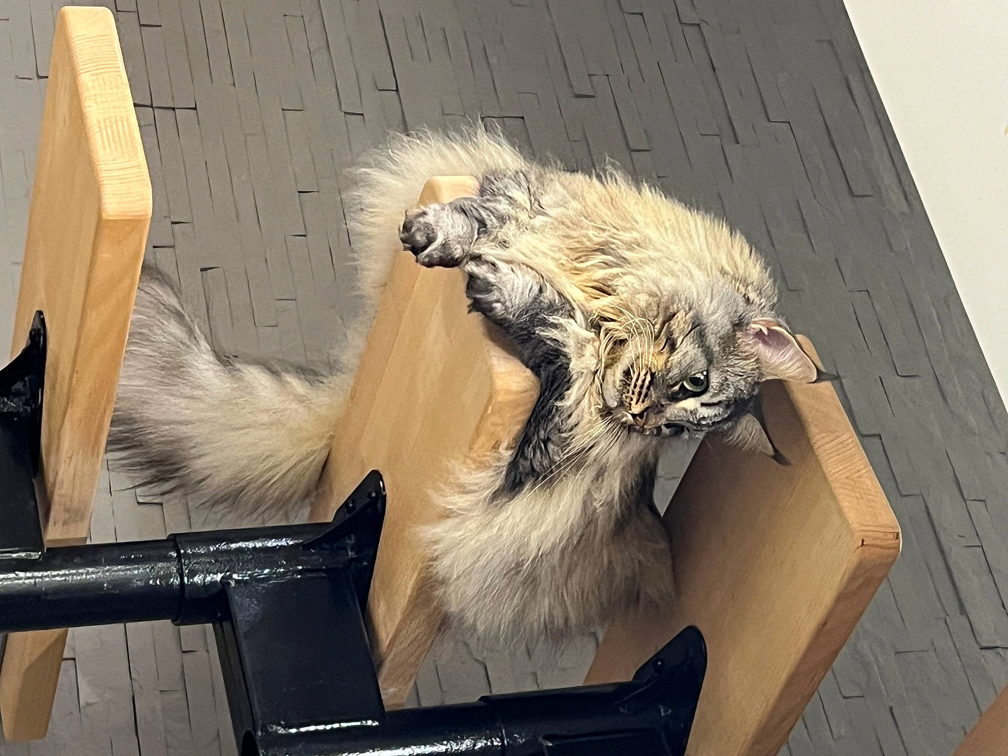 Sia a rejoint le concours — aidez-le/la à gagner de superbes lots ! art, box, canidae, carnivore, cat, claw, facade, fawn, felidae, fur, graphics, illustration, paint, painting, small_to_medium_sized_cats, tail, visual_arts, whiskers, wood