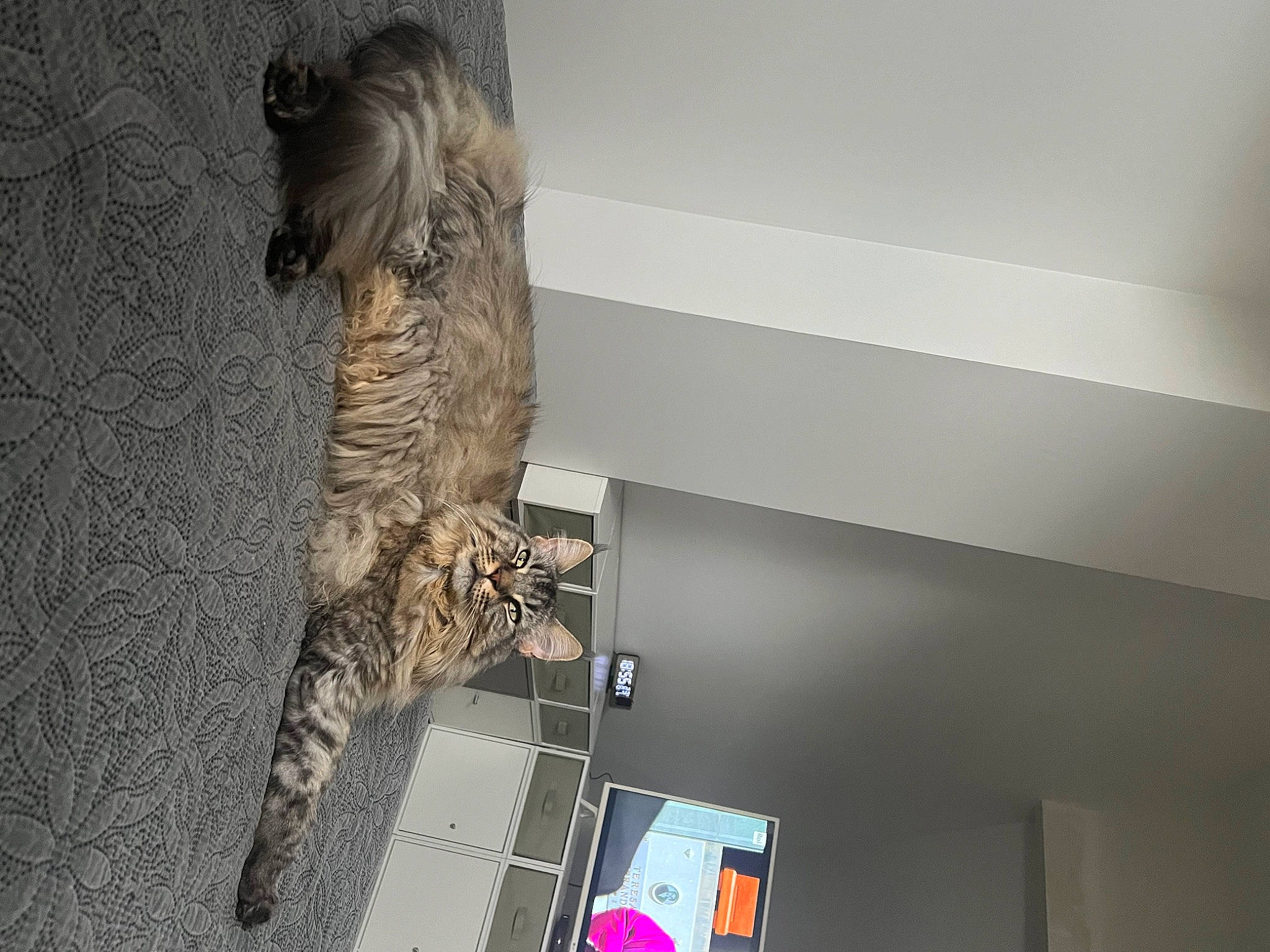 Sia participe au concours pour gagner de l'argent avec cette photo : carnivore, cat, ceiling, domestic_short_haired_cat, felidae, flooring, fur, hardwood, room, shelf, small_to_medium_sized_cats, tail, terrestrial_animal, whiskers, wood