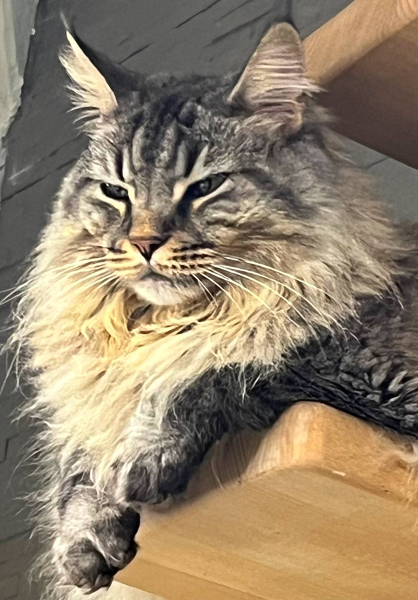 Sia a rejoint le concours — aidez-le/la à gagner de superbes lots ! carnivore, cat, claw, domestic_short_haired_cat, felidae, fur, paw, photo_caption, small_to_medium_sized_cats, snout, terrestrial_animal, whiskers, wildlife, window, wood