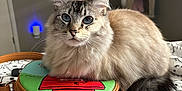 Monet joined the competition — help win amazing prizes! cat, fluffy_cat, blue_eyes, bag, round_bag, patterned_blanket, indoor, cozy_room, cat_tree, poster, furniture, pet, animal, resting, cute, domestic_cat, whiskers, tail, soft_fur, curious