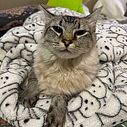 Monet joined the competition — help win amazing prizes! cat, gray_tabby, fluffy, blanket, ghost_pattern, plush_toys, bed, indoor, cozy, relaxed, animal, pet, feline, soft_texture, whiskers, paws, closeup, portrait, cute, resting