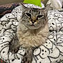 cat, gray_tabby, fluffy, blanket, ghost_pattern, plush_toys, bed, indoor, cozy, relaxed, animal, pet, feline, soft_texture, whiskers, paws, closeup, portrait, cute, resting