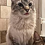 Monet joined the competition — help win amazing prizes! cat, cats, fluffy_cat, tabby_cat, tongue_out, pet, animal, feline, indoor, bathroom, tile_wall, cute, whiskers, ears, fur, sitting, close_up, companions, curious, domestic_animal