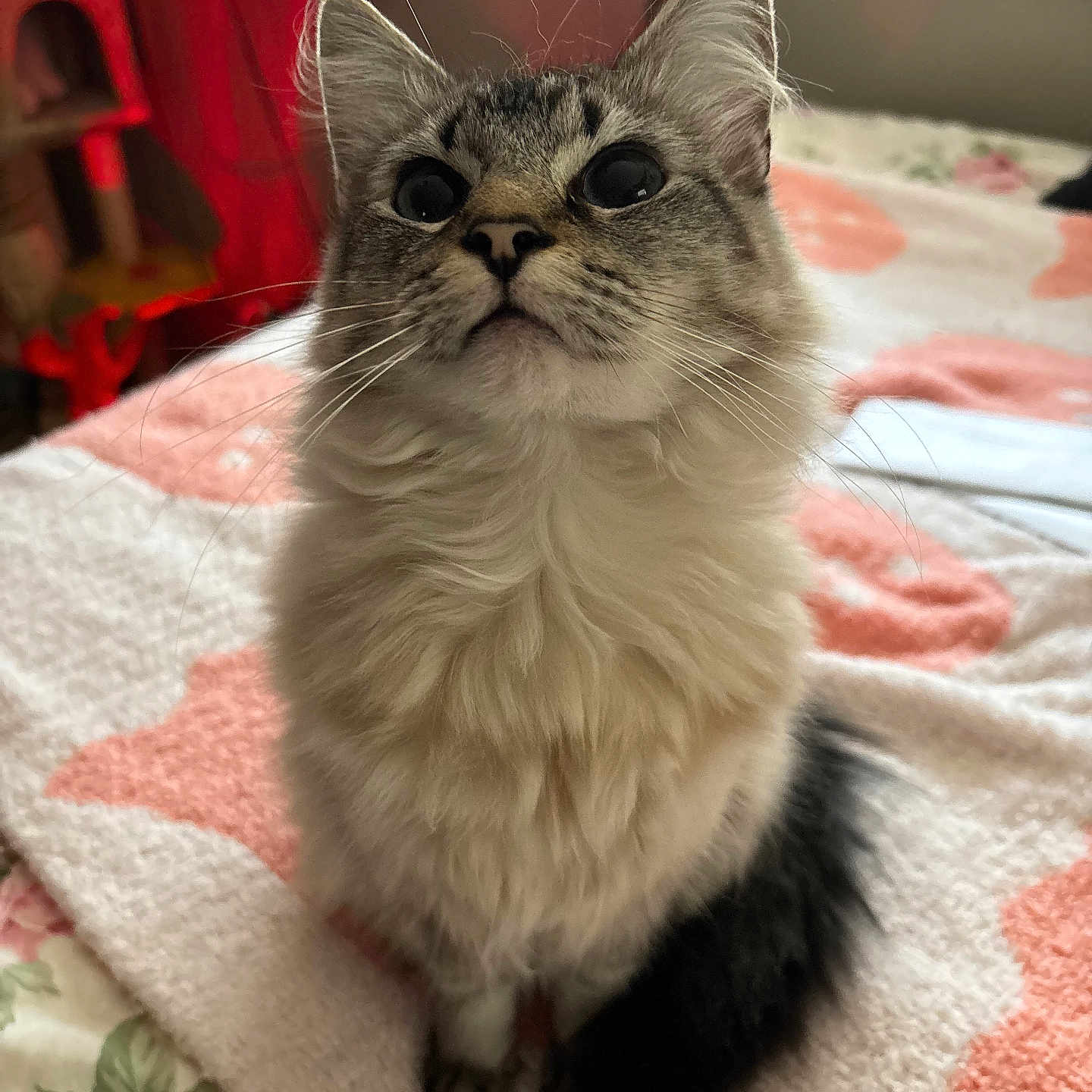 Monet is registered to the contest to win money with this photo: animal, blanket, cat, closeup, cozy, curious, cute, domestic, face, feline, fluffy, fur, home, indoor, looking_up, pet, sitting, soft, tail, whiskers