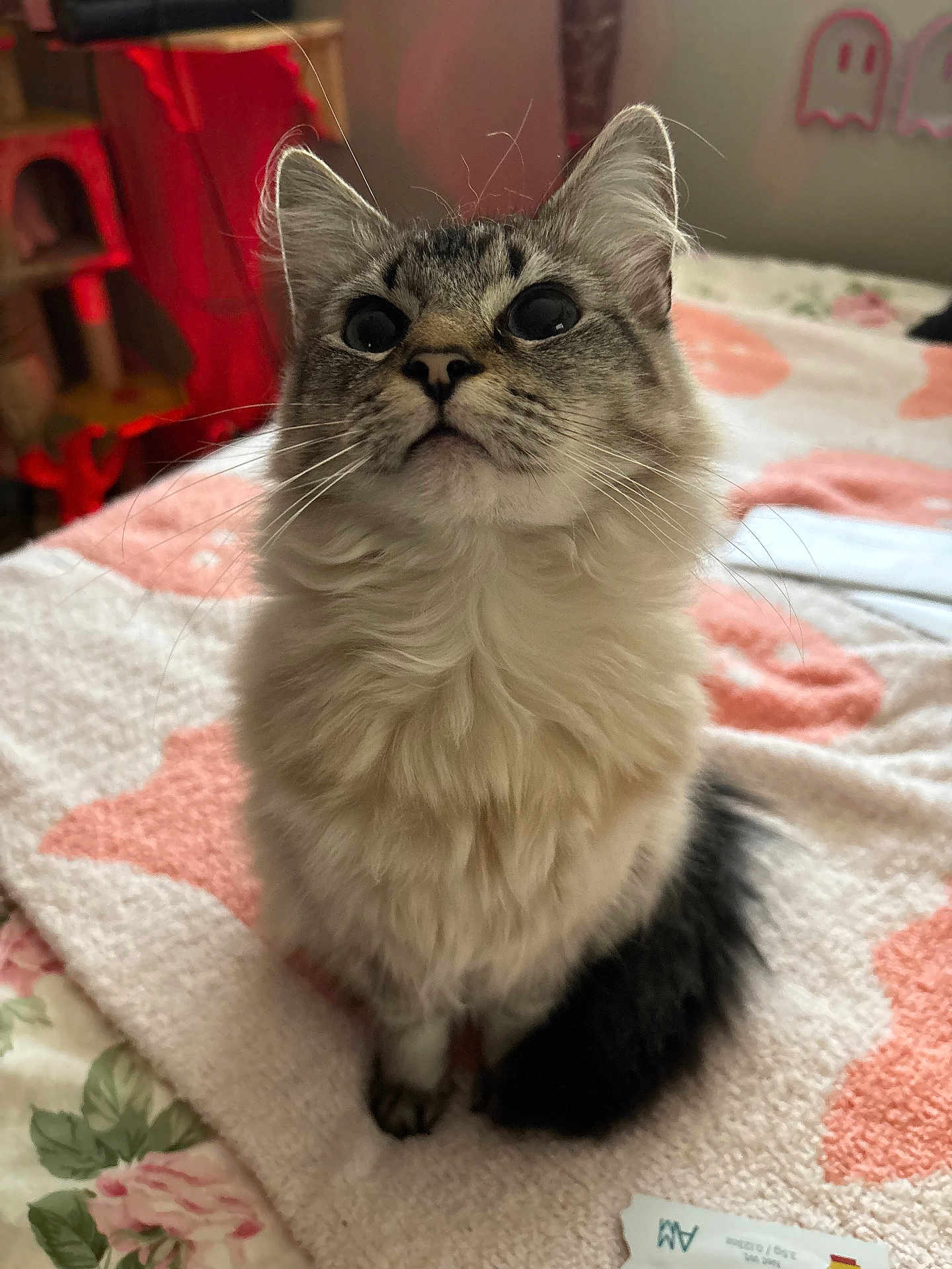 Monet is registered to the contest to win money with this photo: cat, fluffy, pet, indoor, blanket, fur, animal, cute, curious, sitting, face, whiskers, tail, cozy, soft, feline, closeup, looking_up, home, domestic