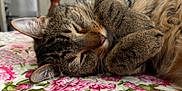 Pan is registered to the contest to win money with this photo: cat, tabby, sleeping, curled_up, fur, pet, indoor, quilt, floral_pattern, close_up, nap, cute, whiskers, paw, relaxed, cozy, feline, home, rest, soft