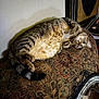 cat, tabby, indoor, couch, patterned_fabric, relaxed, belly_up, pet, feline, fur, whiskers, curious, home_decor, mirror, wall_art, cozy, furniture, resting, animal, domestic