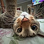 cat, close_up, whiskers, bedspread, floral_pattern, indoor, cute, pet, feline, wide_angle, upside_down, curious, animal, nose, ears, eyes, home, relaxed, soft_lighting, domestic